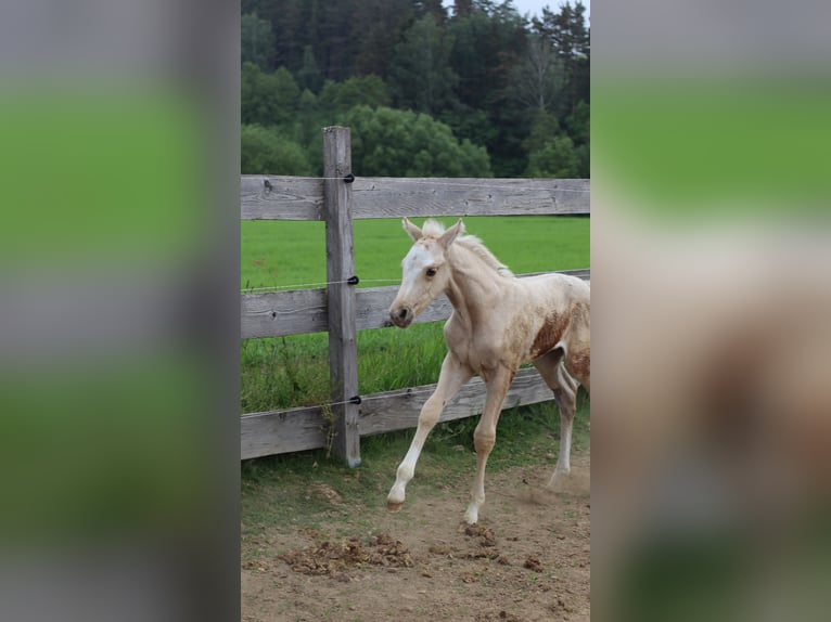 Deutsches Reitpony Stute 2 Jahre 150 cm Palomino in Himmelkron