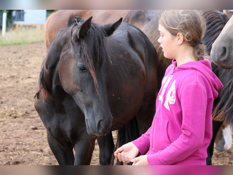 Deutsches Reitpony Mix Stute 2 Jahre 150 cm Rappe in Mudau Reisenbach
