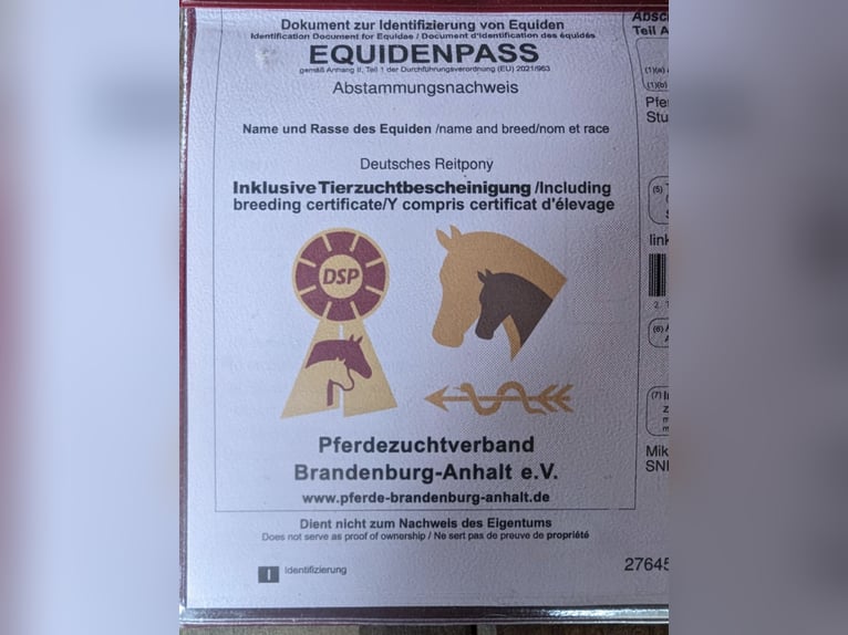 Deutsches Reitpony Mix Stute 2 Jahre 150 cm Schecke in Arneburg