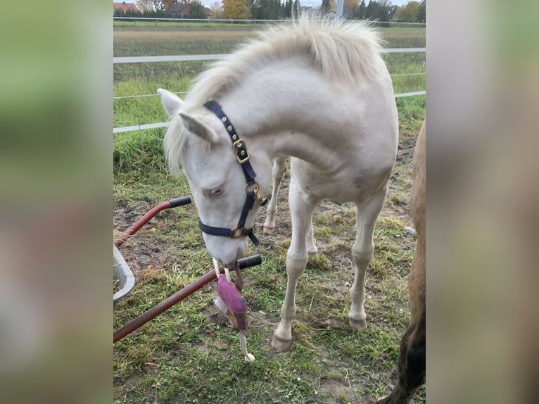 Deutsches Reitpony Stute 2 Jahre 151 cm Perlino in Wittingen