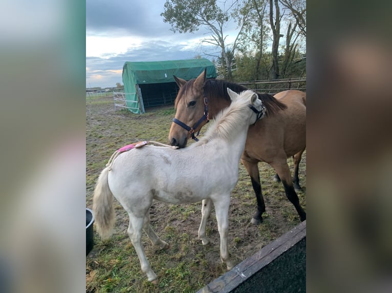 Deutsches Reitpony Stute 2 Jahre 151 cm Perlino in Wittingen