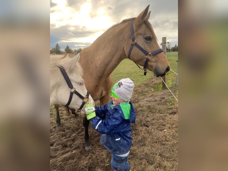 Deutsches Reitpony Stute 2 Jahre 151 cm Perlino in Wittingen