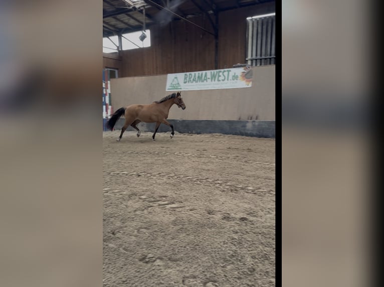 Deutsches Reitpony Stute 2 Jahre 152 cm Buckskin in WegelebenWegeleben