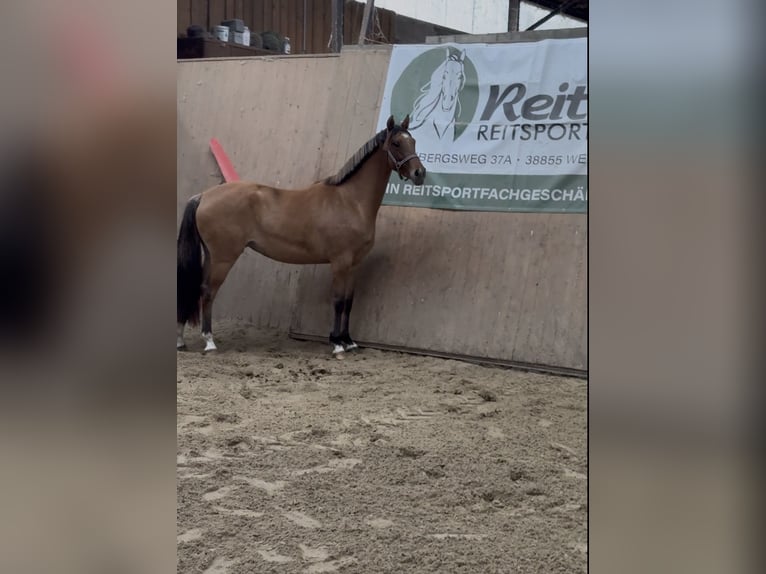 Deutsches Reitpony Stute 2 Jahre 152 cm Buckskin in WegelebenWegeleben