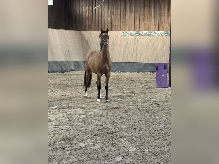 Deutsches Reitpony Stute 2 Jahre 152 cm Buckskin in WegelebenWegeleben