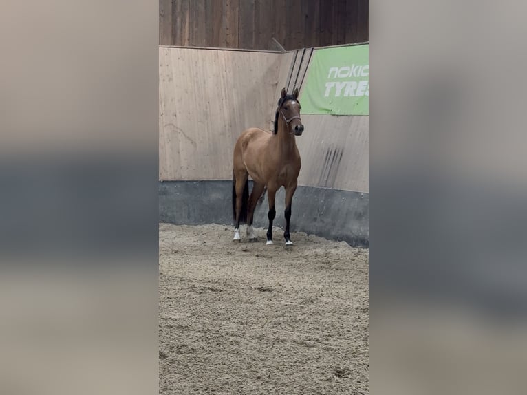 Deutsches Reitpony Stute 2 Jahre 152 cm Buckskin in WegelebenWegeleben