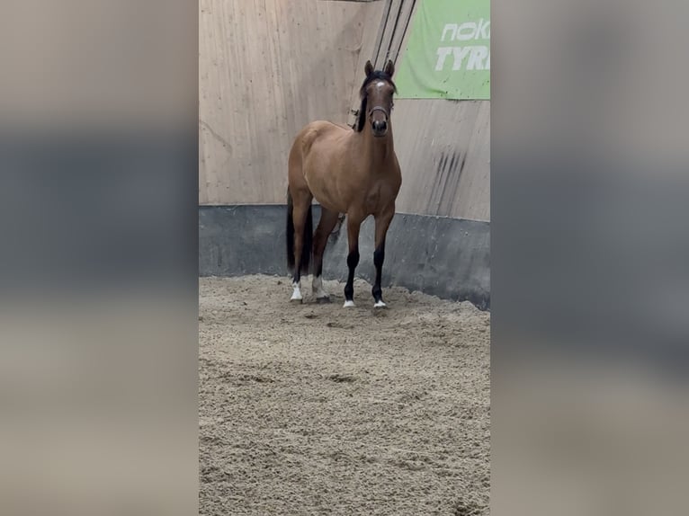 Deutsches Reitpony Stute 2 Jahre 152 cm Buckskin in WegelebenWegeleben