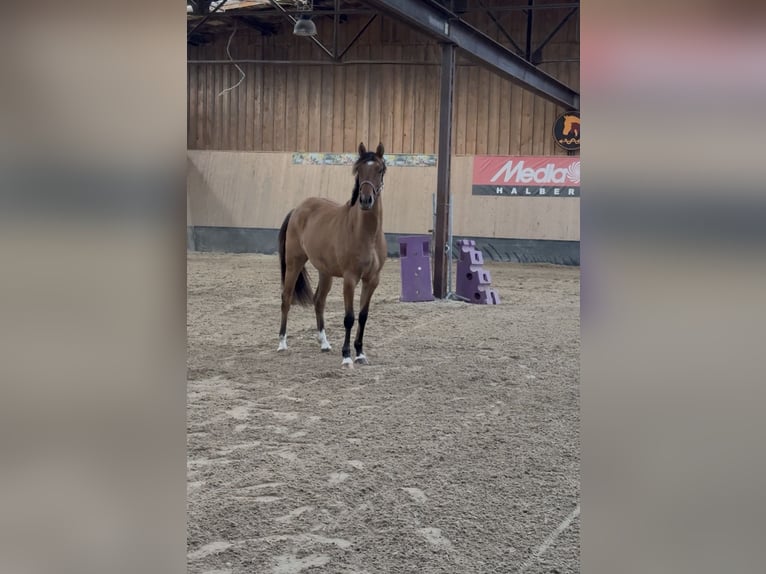 Deutsches Reitpony Stute 2 Jahre 152 cm Buckskin in WegelebenWegeleben