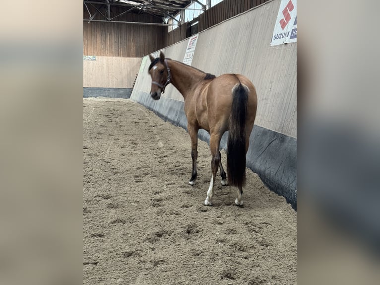 Deutsches Reitpony Stute 2 Jahre 152 cm Buckskin in WegelebenWegeleben