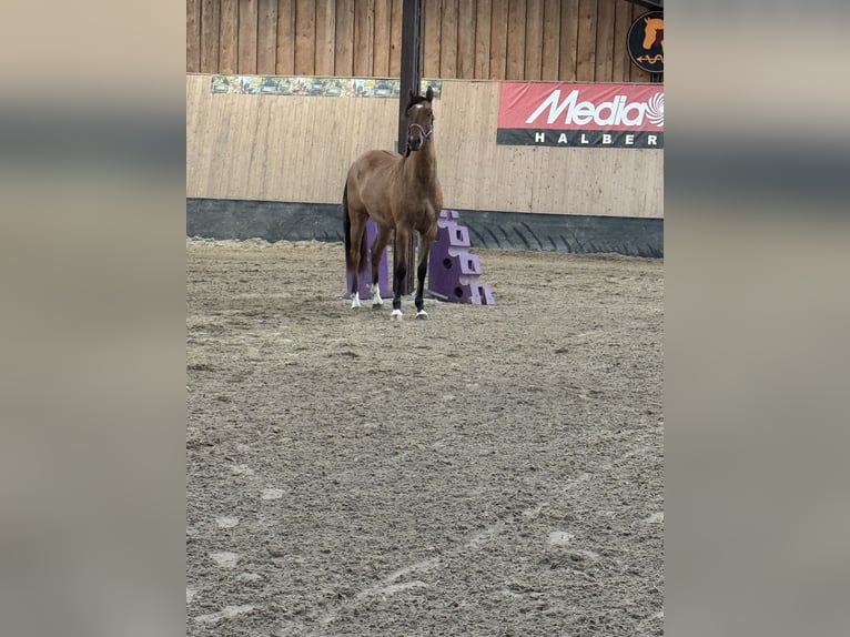 Deutsches Reitpony Stute 2 Jahre 152 cm Buckskin in WegelebenWegeleben