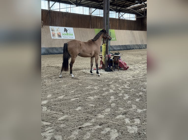 Deutsches Reitpony Stute 2 Jahre 152 cm Buckskin in WegelebenWegeleben
