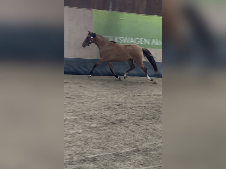 Deutsches Reitpony Stute 2 Jahre 152 cm Buckskin in WegelebenWegeleben