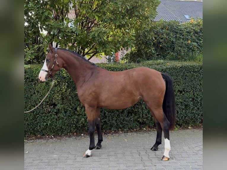 Deutsches Reitpony Stute 2 Jahre 152 cm Dunkelbrauner in Xanten