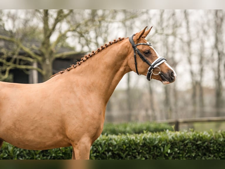 Deutsches Reitpony Stute 2 Jahre 152 cm Fuchs in Brummen