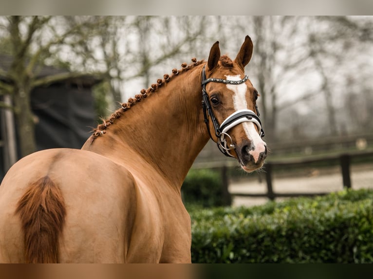 Deutsches Reitpony Stute 2 Jahre 152 cm Fuchs in Brummen