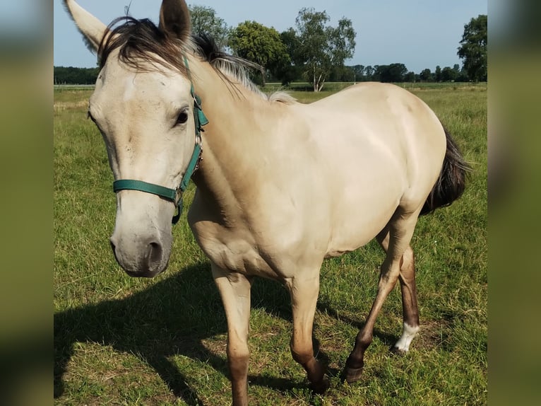 Deutsches Reitpony Stute 2 Jahre 155 cm Buckskin in Lathen