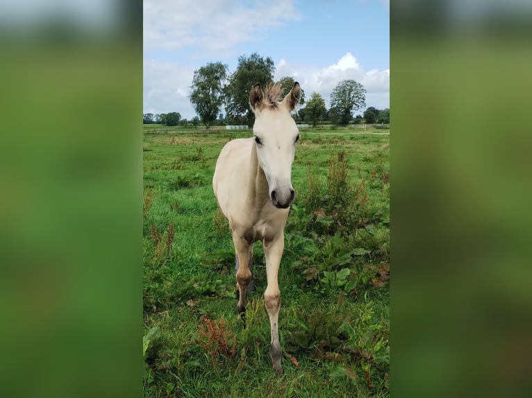 Deutsches Reitpony Stute 2 Jahre 155 cm Buckskin in Lathen