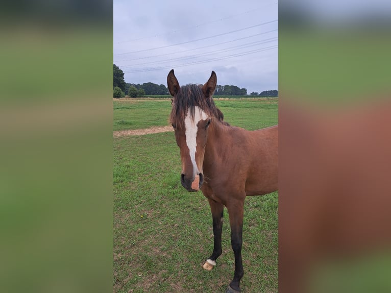 Deutsches Reitpony Stute 2 Jahre Brauner in Uedem