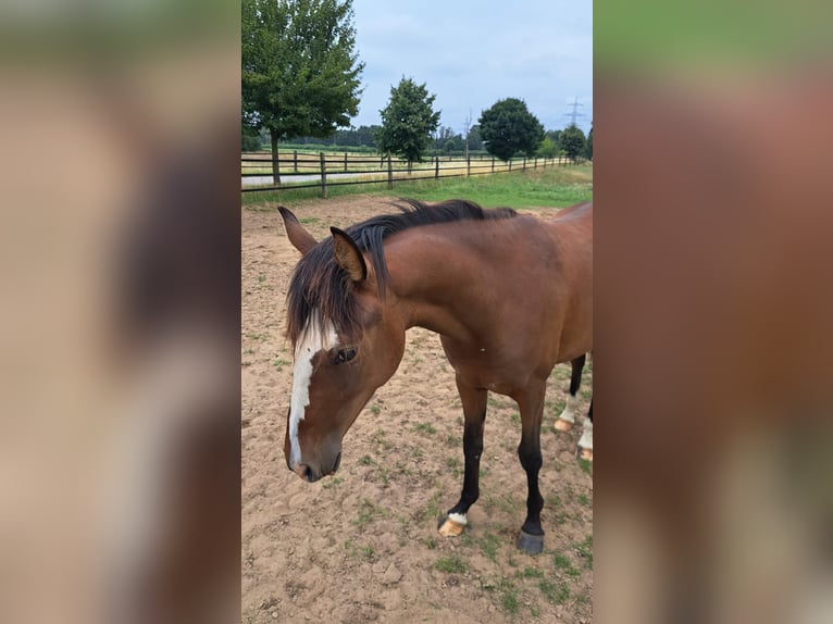 Deutsches Reitpony Stute 2 Jahre Brauner in Uedem