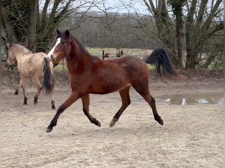 Deutsches Reitpony Stute 2 Jahre Brauner in Les Bréviaires
