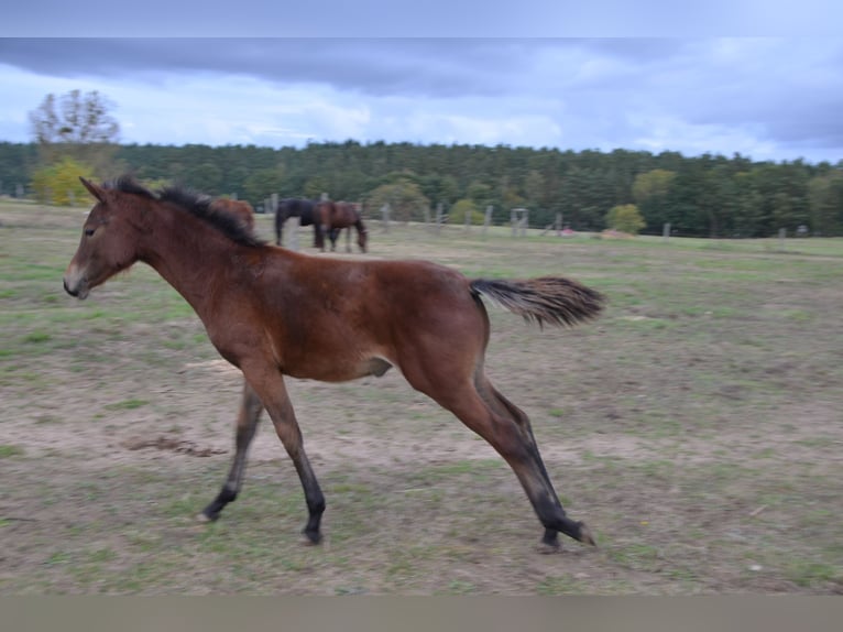 Deutsches Reitpony Stute 2 Jahre Brauner in Klein Vielen