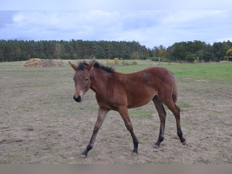 Deutsches Reitpony Stute 2 Jahre Brauner in Klein Vielen