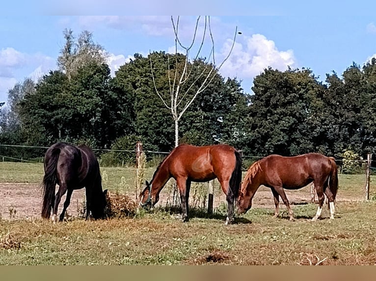 Deutsches Reitpony Stute 2 Jahre Brauner in Wesel