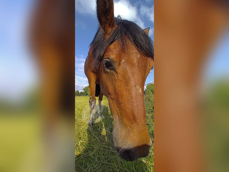 Deutsches Reitpony Stute 2 Jahre Brauner in Wesel