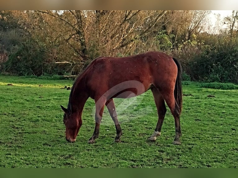 Deutsches Reitpony Stute 2 Jahre Brauner in Wesel