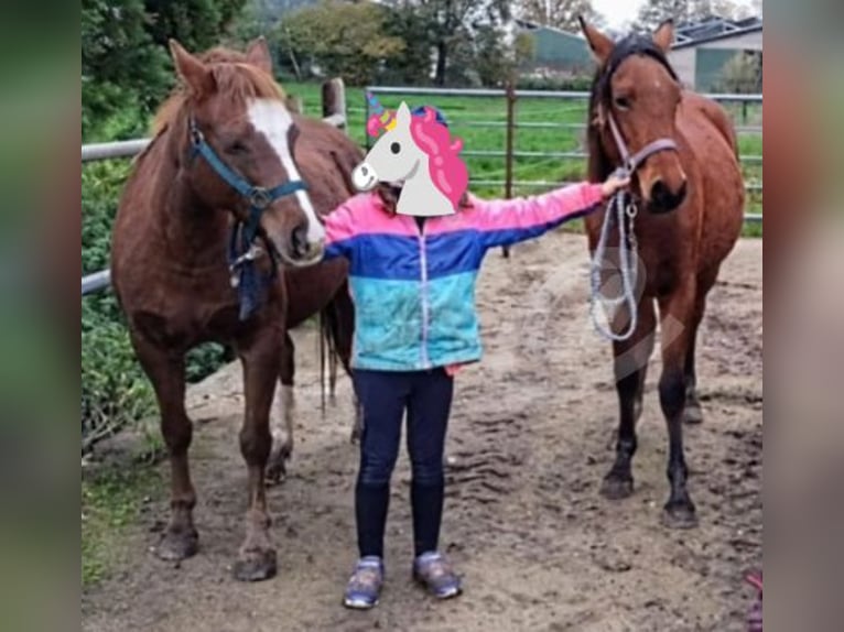 Deutsches Reitpony Stute 2 Jahre Brauner in Wesel