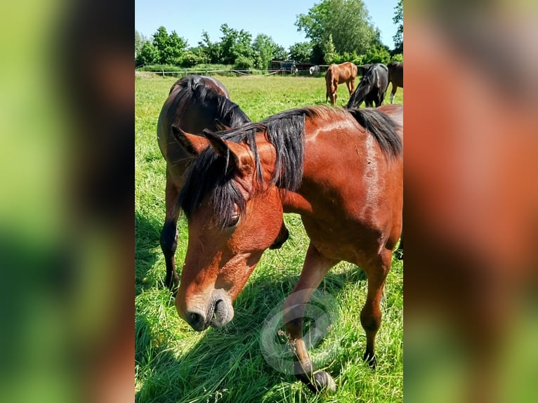 Deutsches Reitpony Stute 2 Jahre Brauner in Wesel