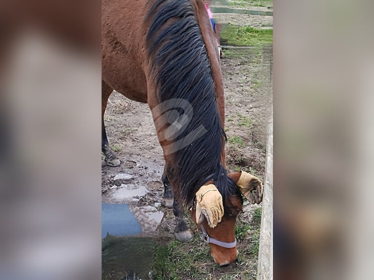 Deutsches Reitpony Stute 2 Jahre Brauner in Wesel