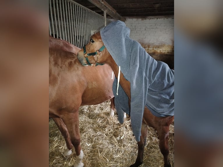 Deutsches Reitpony Stute 2 Jahre Brauner in Wesel