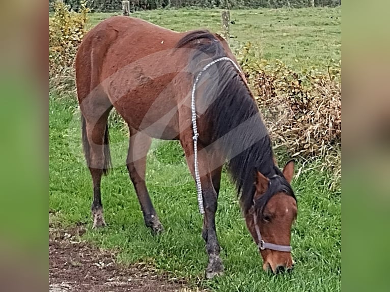 Deutsches Reitpony Stute 2 Jahre Brauner in Wesel