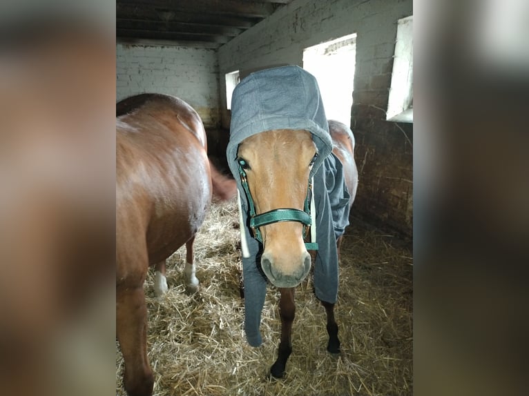 Deutsches Reitpony Stute 2 Jahre Brauner in Wesel