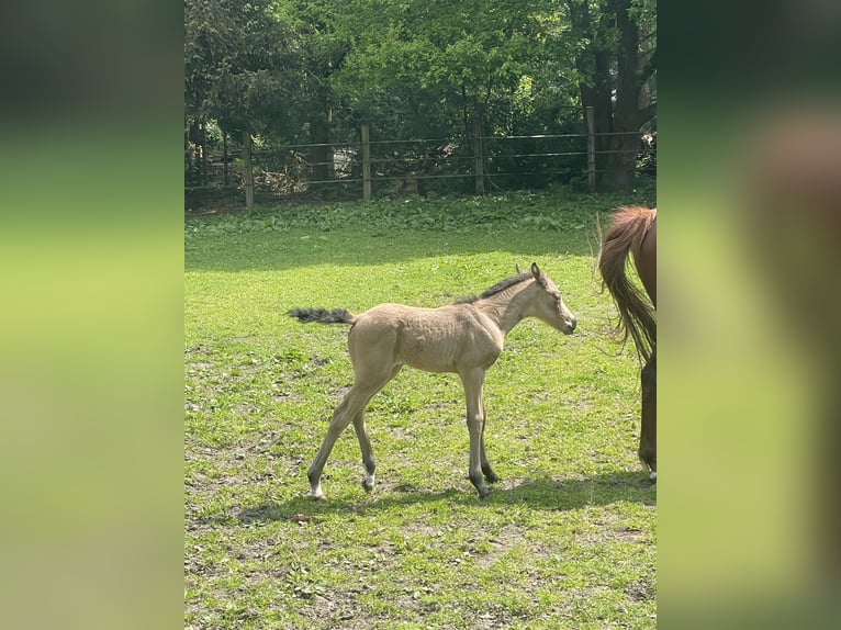 Deutsches Reitpony Stute 2 Jahre Buckskin in Lastrup
