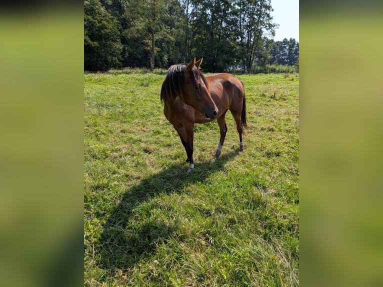 Deutsches Reitpony Stute 2 Jahre in Vetschau
