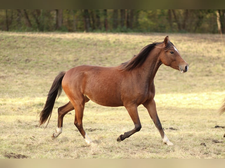 Deutsches Reitpony Stute 2 Jahre in Vetschau