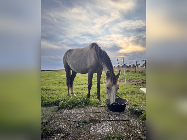Deutsches Reitpony Stute 2 Jahre in Adelheidsdorf