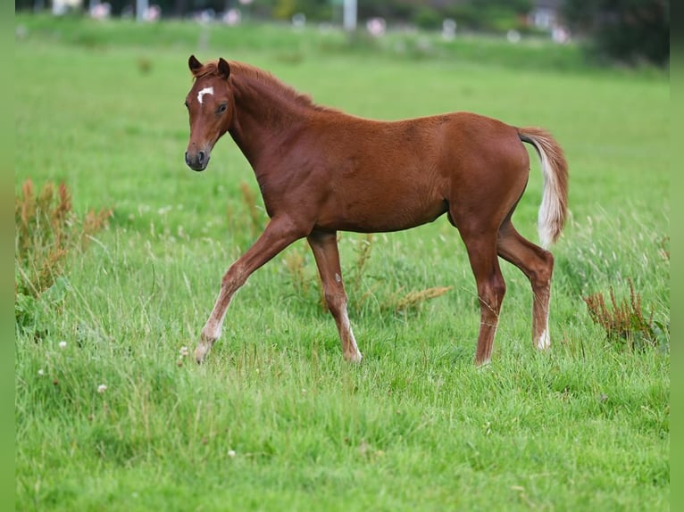 Deutsches Reitpony Stute 2 Jahre Dunkelfuchs in Stuhr