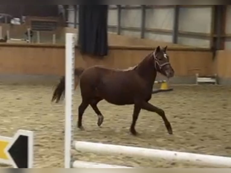 Deutsches Reitpony Stute 2 Jahre Dunkelfuchs in Stuhr