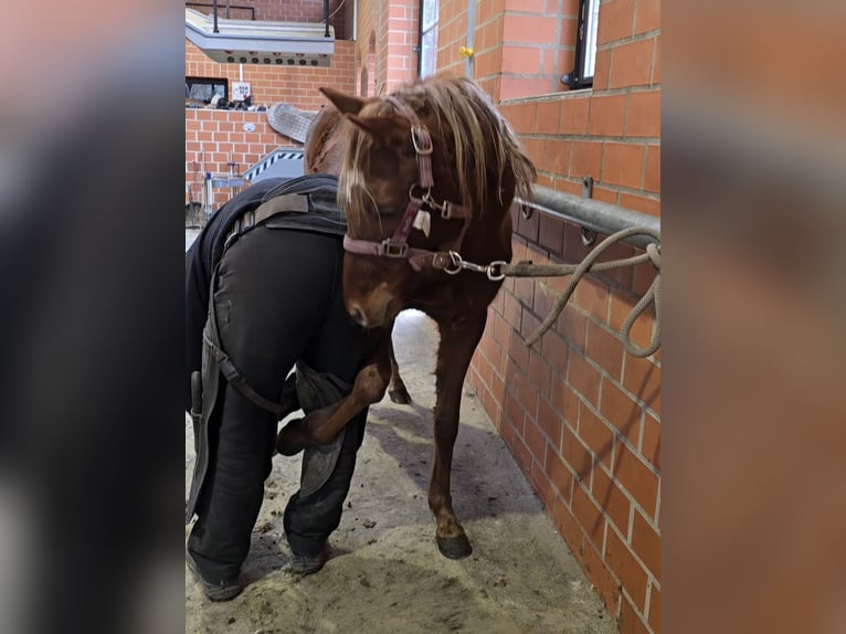 Deutsches Reitpony Stute 2 Jahre Dunkelfuchs in Stuhr