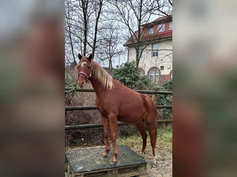 Deutsches Reitpony Stute 2 Jahre Dunkelfuchs in Stuhr