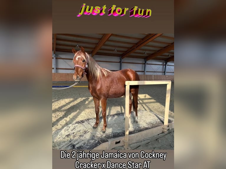 Deutsches Reitpony Stute 2 Jahre Dunkelfuchs in Stuhr