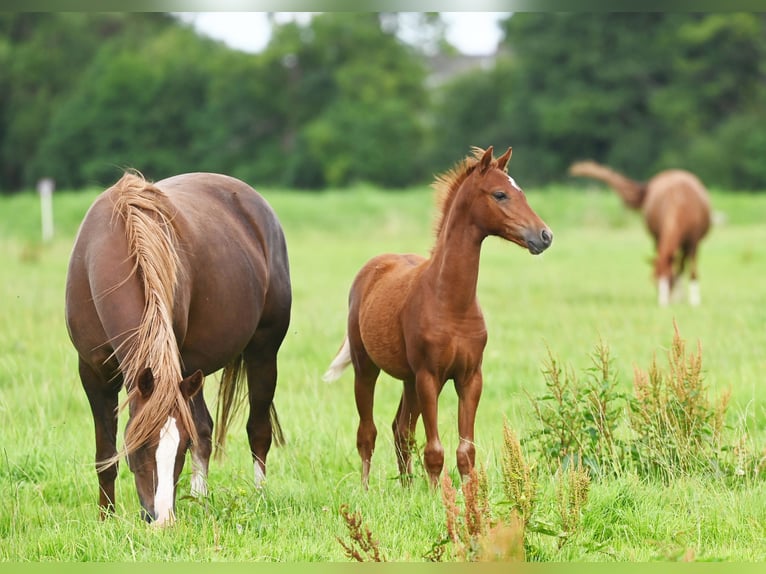 Deutsches Reitpony Stute 2 Jahre Dunkelfuchs in Stuhr