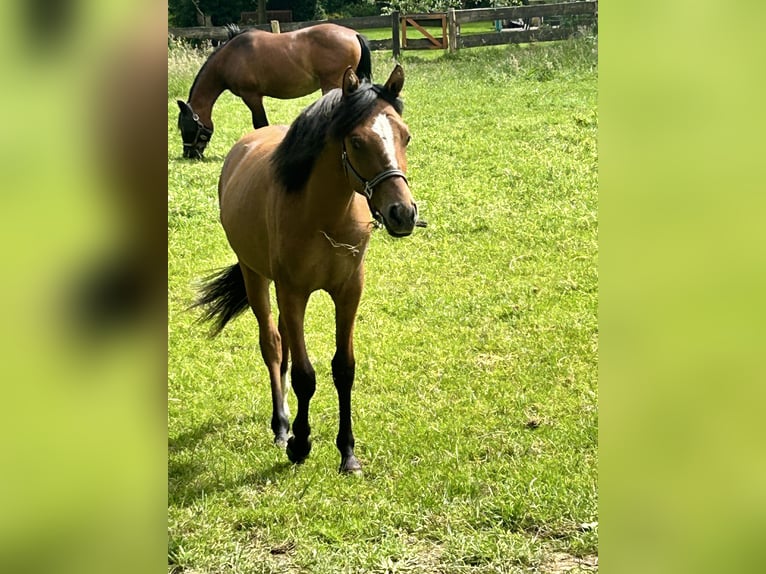 Deutsches Reitpony Stute 2 Jahre Falbe in Haltern am See