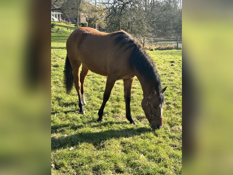 Deutsches Reitpony Stute 2 Jahre Falbe in Haltern am See