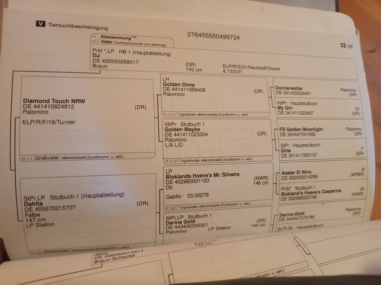 Deutsches Reitpony Stute 2 Jahre Falbe in Suhl