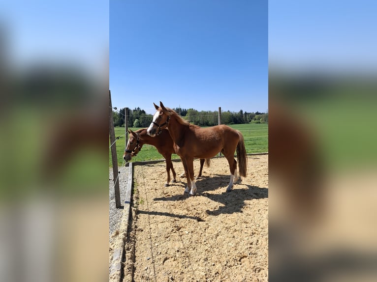Deutsches Reitpony Stute 2 Jahre Fuchs in Bad Endorf