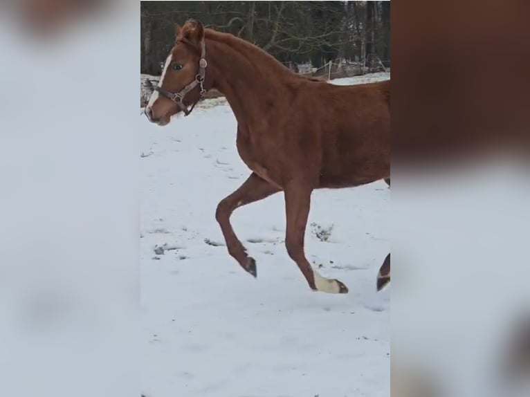 Deutsches Reitpony Stute 2 Jahre Fuchs in Quedlinburg